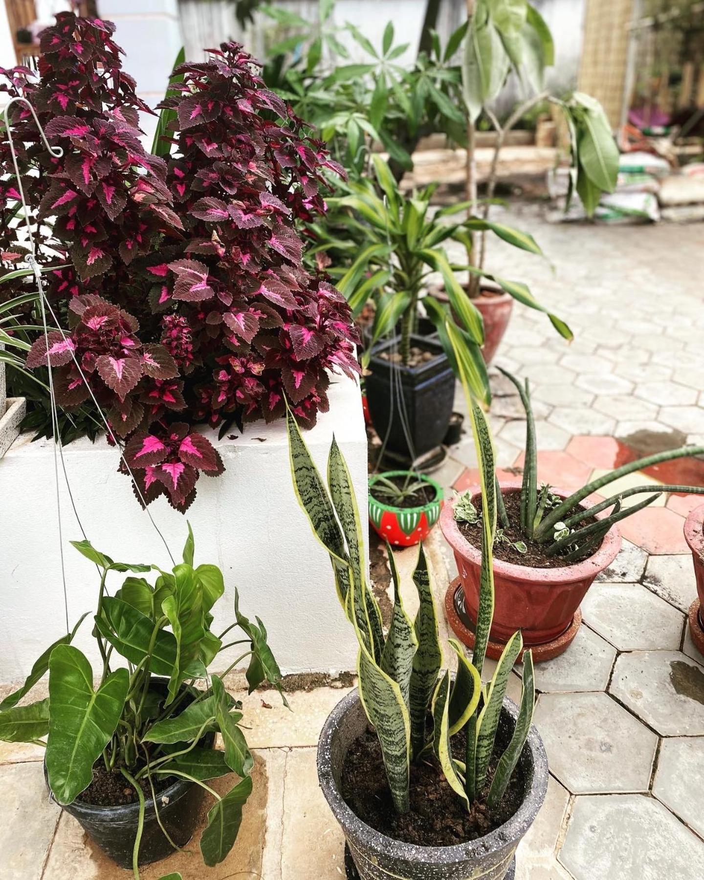 Bloom Garden Bed & Breakfast Siem Reap Exterior photo